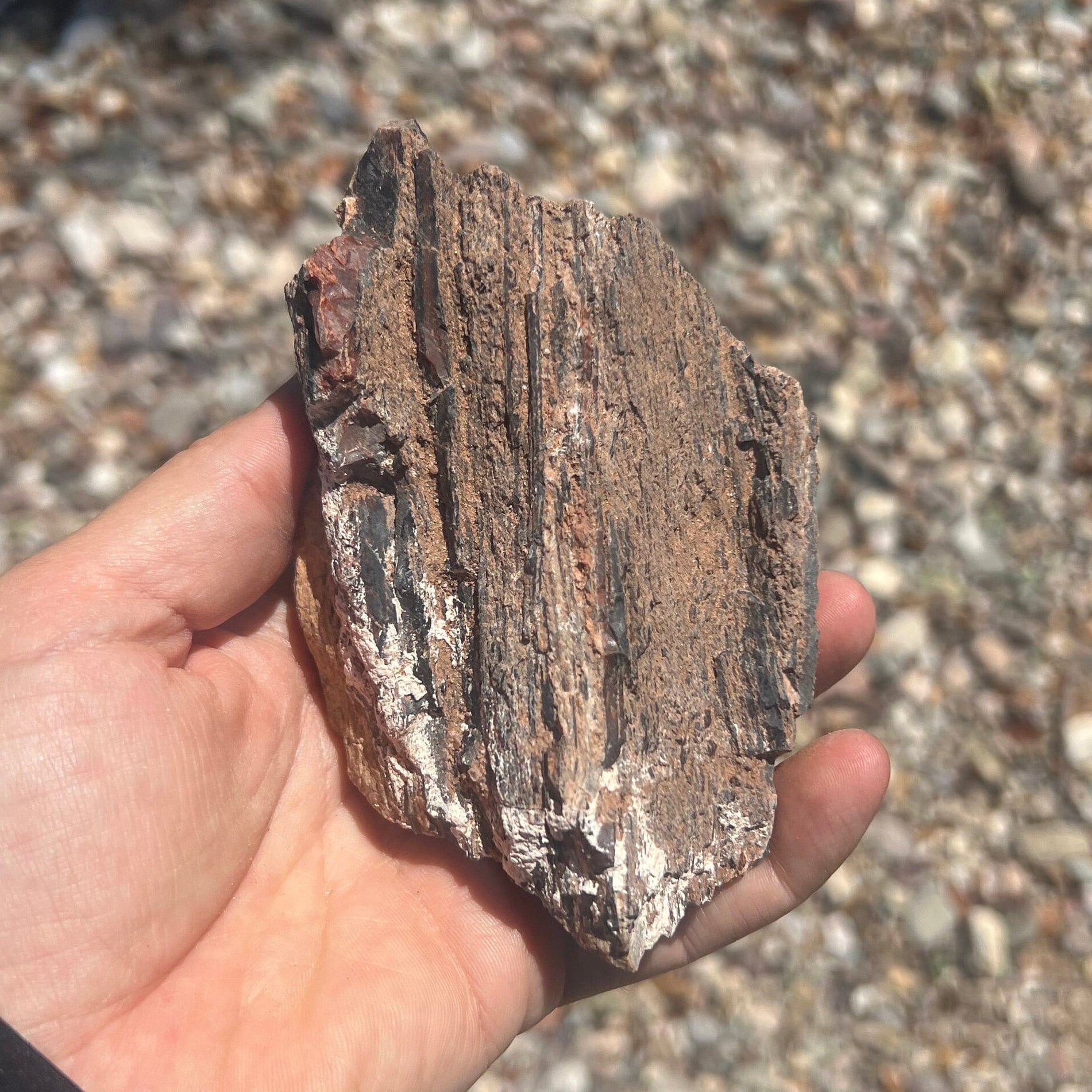 アリゾナ州で発掘された超大型珪化木の化石重量なんと21.3kg アリゾナの珪化木化石 - Etsy 日本