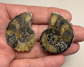 Ammonite sliced matching Halves 1.6”