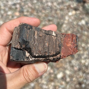 Arizona Petrified Wood  raw / rough