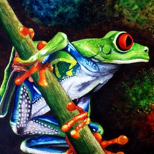 Print Red Eyed Tree Frog, Original Watercolor Painting, 8&quot; x 10&quot;