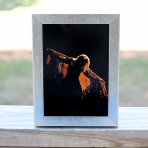 Stevie Nicks Gold Dust Woman Original Photo in Gold Frame
