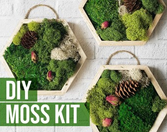 Moss Diy Kit Etsy