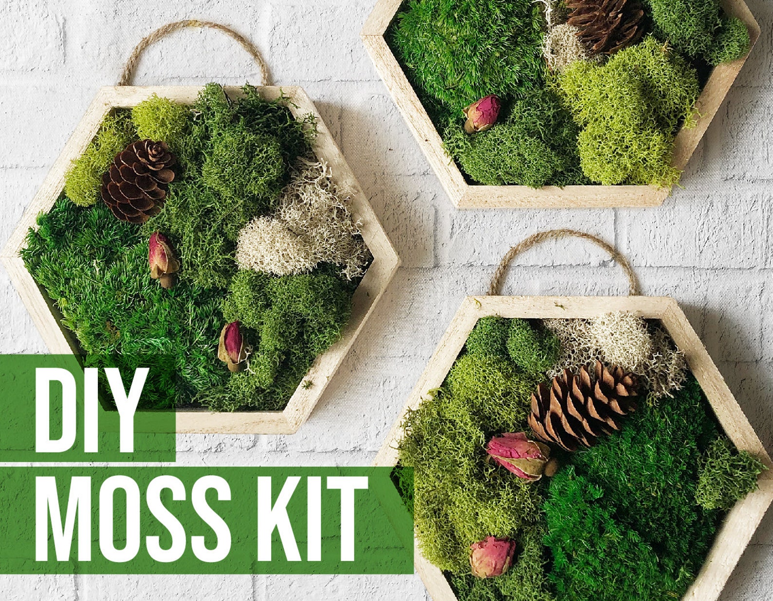 DIY Craft Kit Moss Art Craft 5x5 Hexagon Moss Home decor Etsy