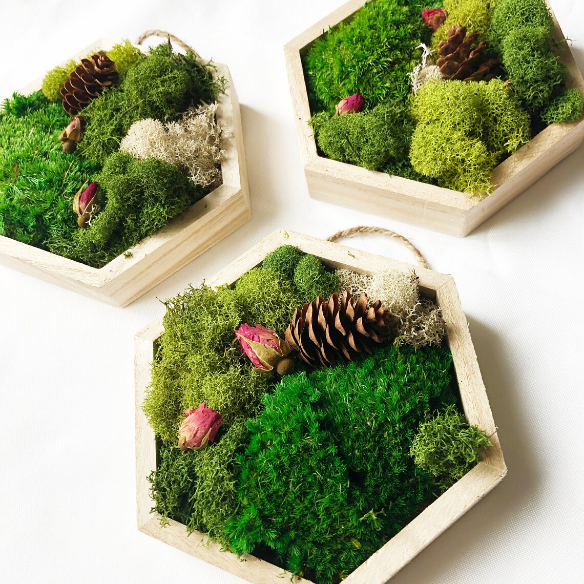 DIY Craft Kit Moss Art Craft 5x5 Hexagon Moss Home decor Etsy