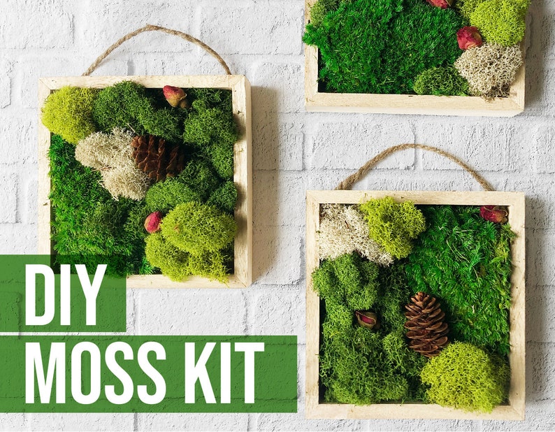 Moss Wall Art Kit DIY Moss Art 5x5 Small Moss Home decor Etsy