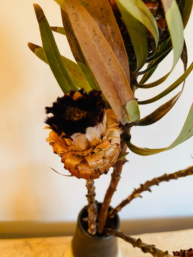 Dried Protea Flower Black tip Mink 4 stems Etsy