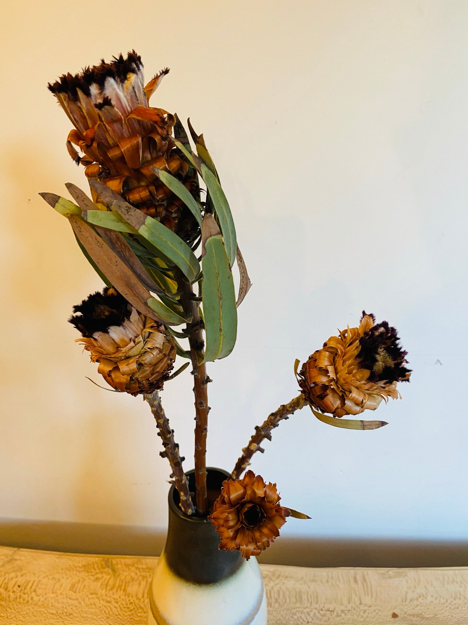 Dried Protea Flower Black Tip Mink 4 Stems Etsy