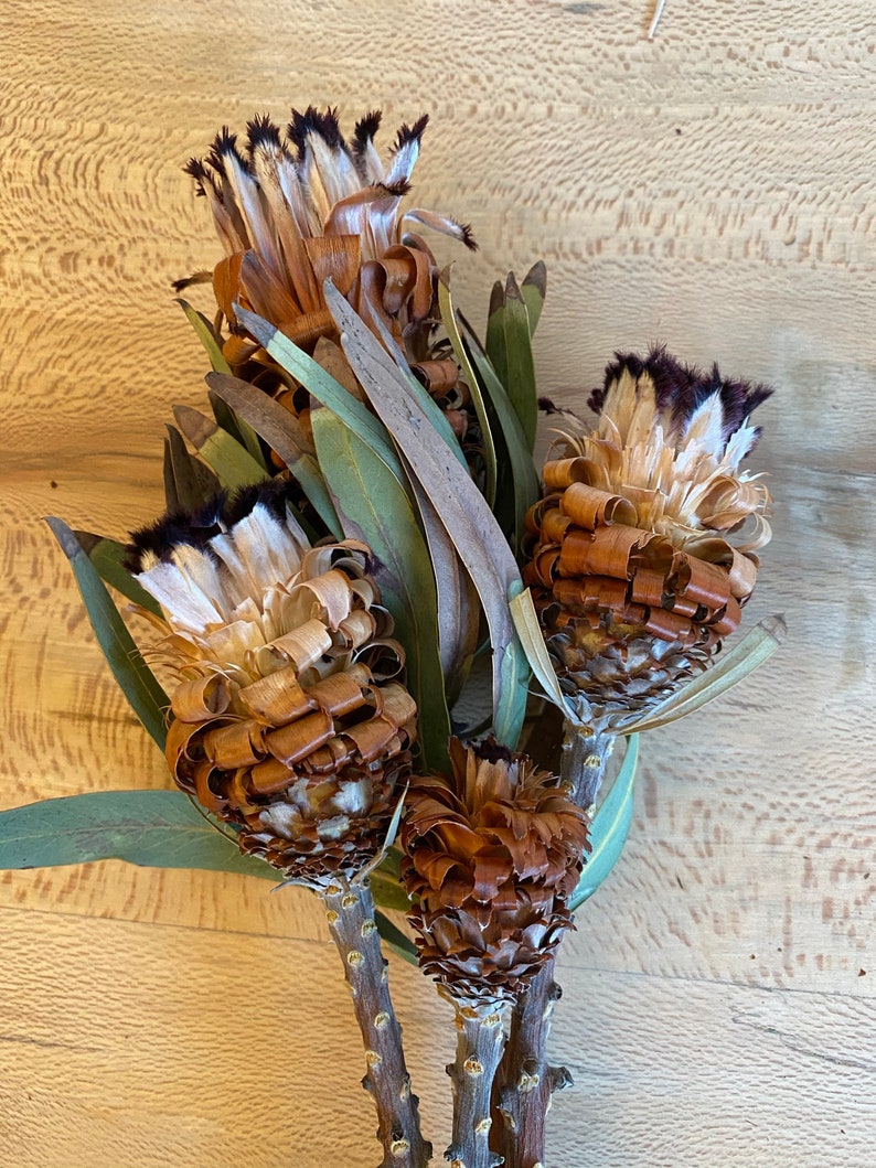Dried Protea Flower Black tip Mink 4 stems Etsy