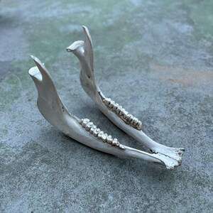 Nature Cleaned Cow Jawbone - Crafts, Decor, Art Supplies - Ethically Sourced from Nature