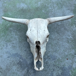 Nature Cleaned Bull Cow Skull - Crafts, Decor, Art Supplies - Ethically Sourced from Nature