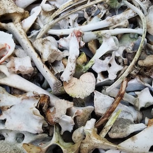 MEDIUM Ethically Sourced Craft Bones Box