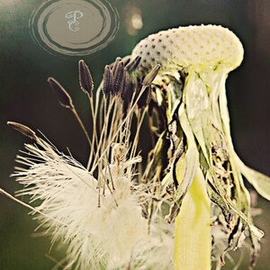 Cotton, dandelion, macro, textured edge