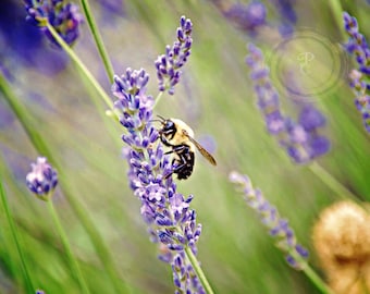 Lavender Haze, a bee amongst the heather, rich greens and purples