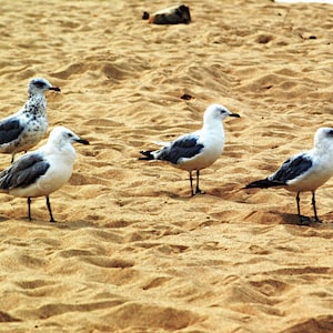 Sea Gulls by the Seashore, browns, birds, beach