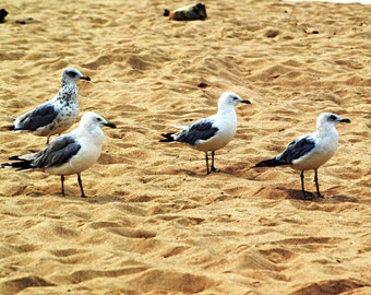 Sea Gulls by the Seashore, browns, birds, beach