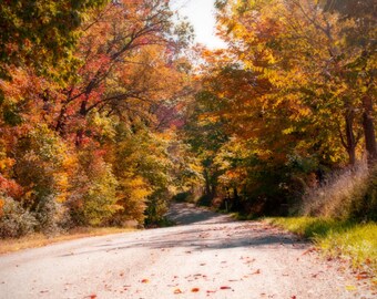 Falling Leaves, fall colors, road, scenic drive