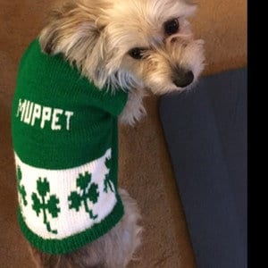 Irish dog sale sweater