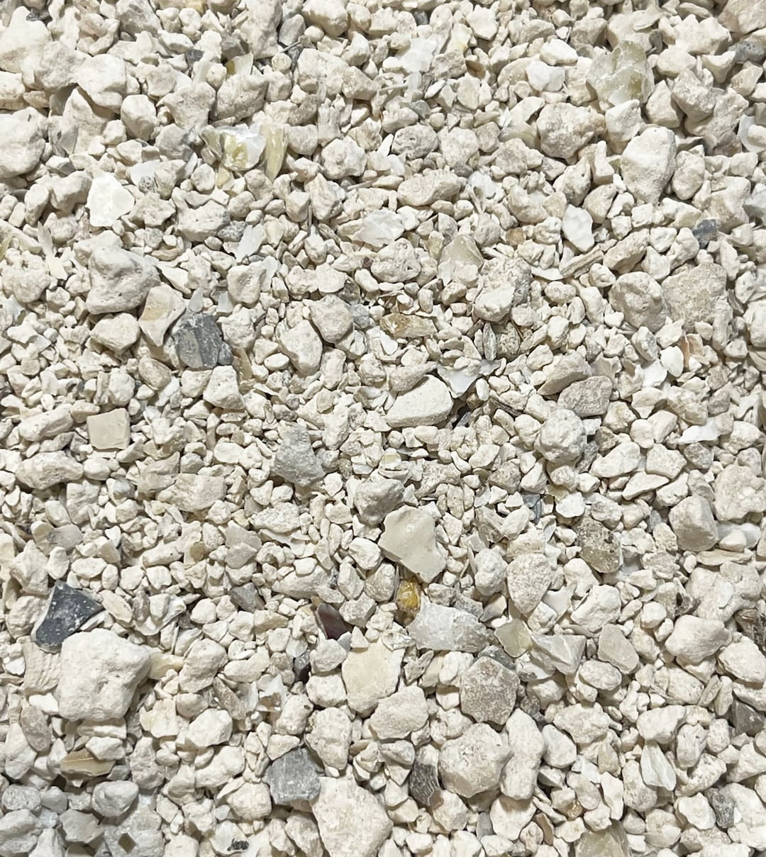 Crushed Oyster Shells 20 Pounds Etsy