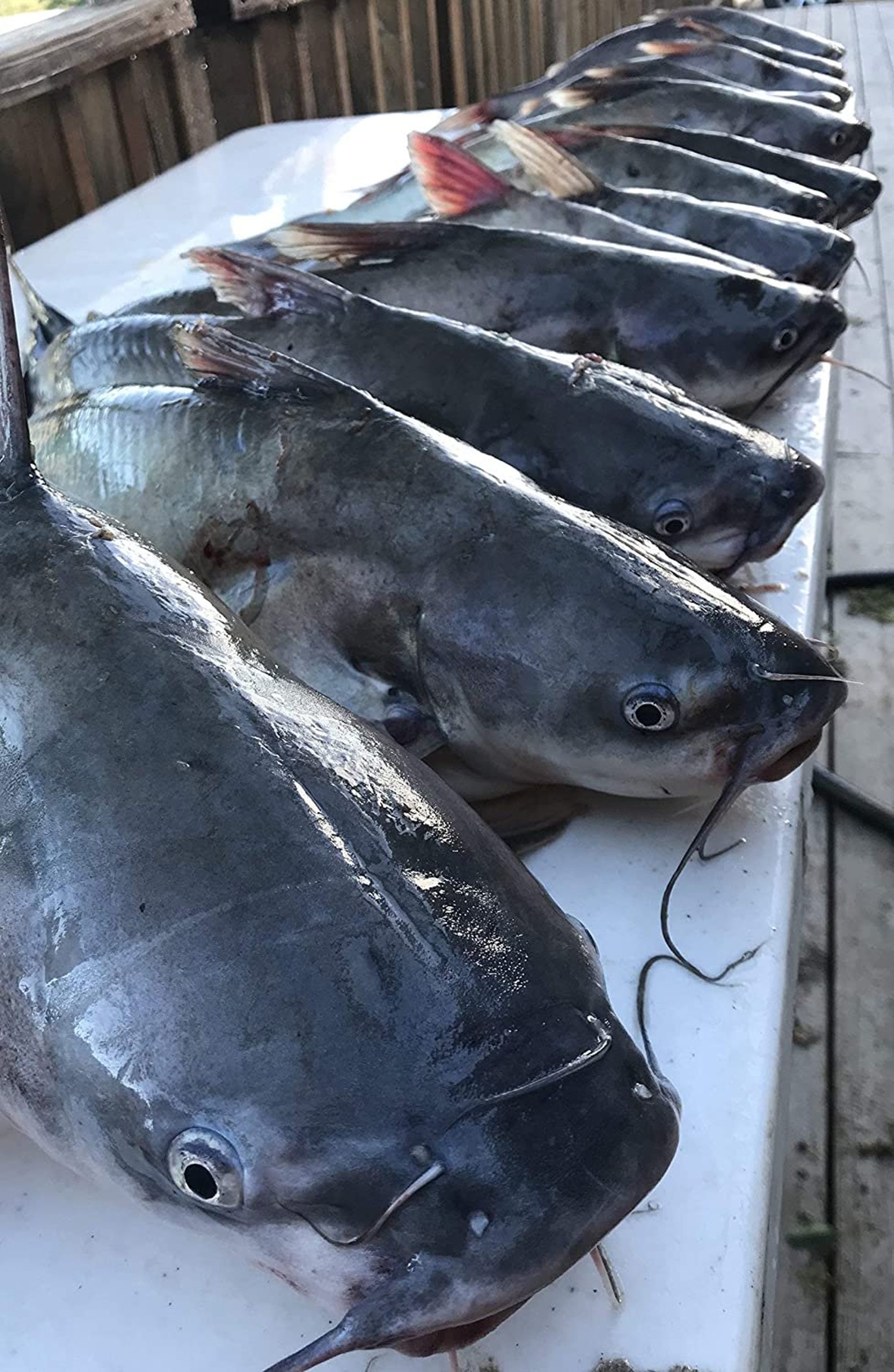Mr Whiskers Cheese Catfish Punch Bait 5 Gallons Etsy