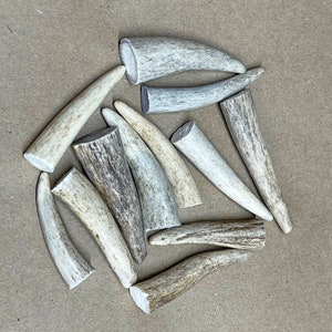 1 Dozen Small Deer Antler Tips, Tines, Points A-Grade - FREE SHIPPING