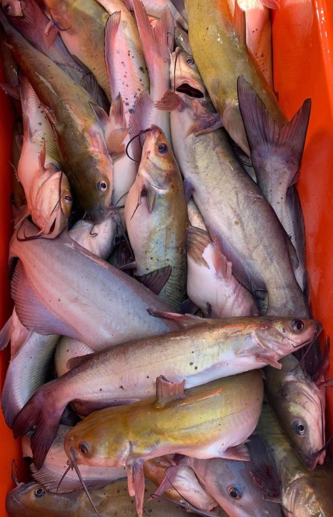Mr Whiskers Cheese Catfish Punch Bait 5 Gallons Etsy