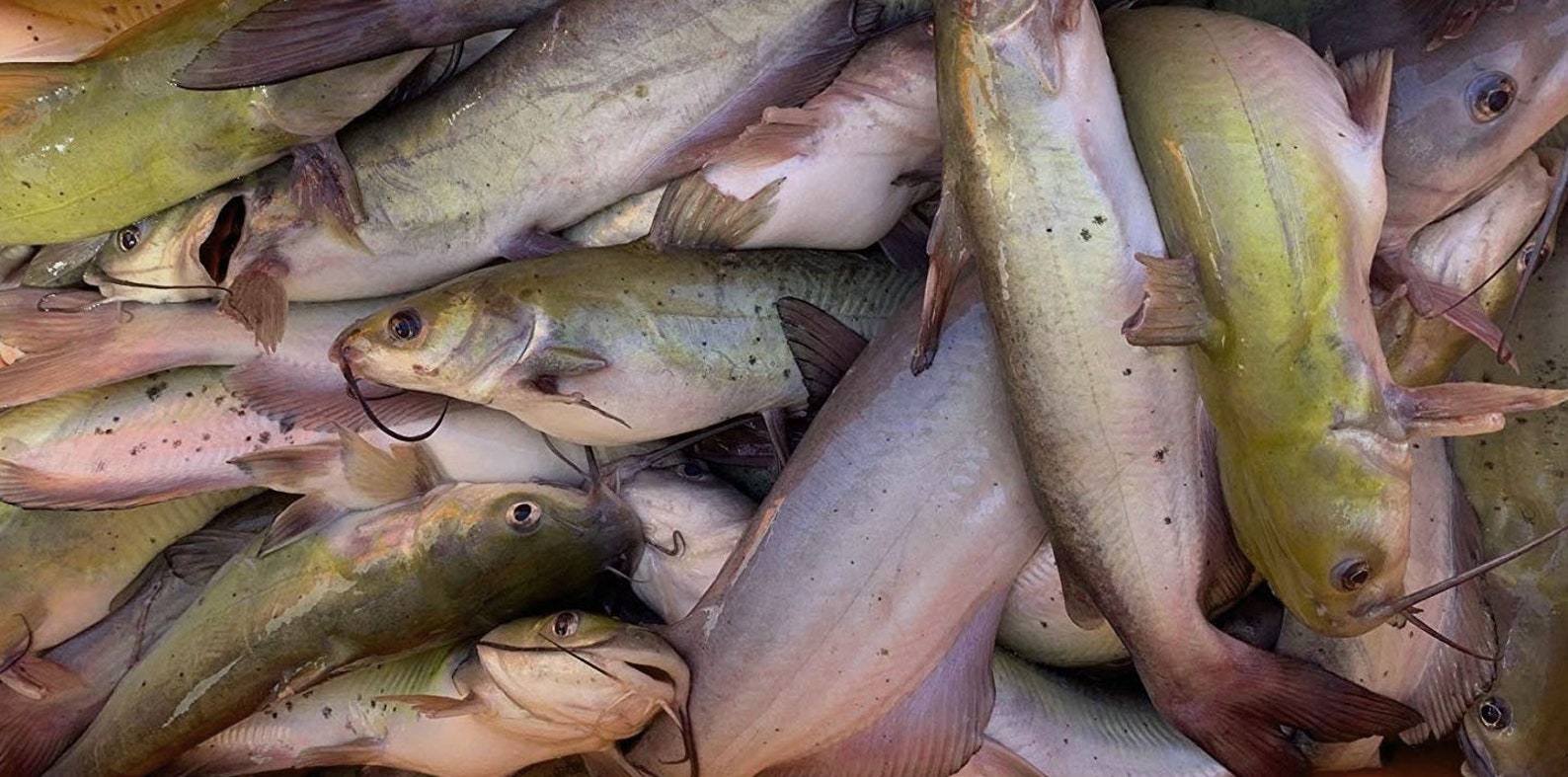 Suki Gizzard Catfish Bait 1 Pint Etsy