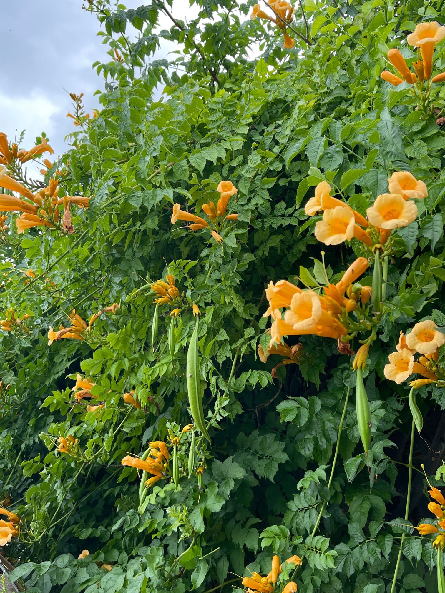 SEED POD for Orange Trumpet Vine Campsis Radicans Etsy