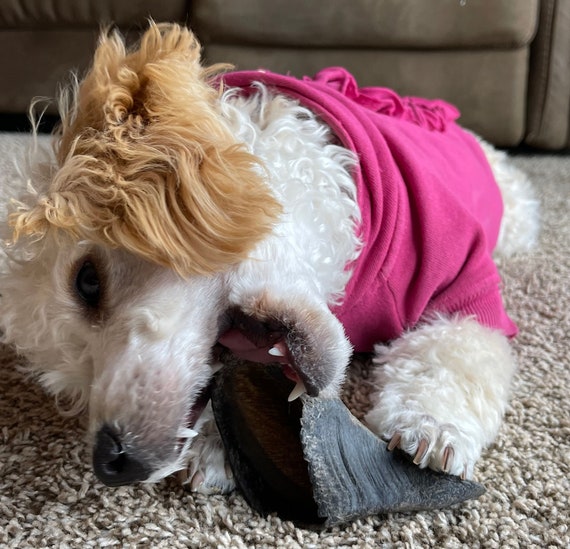 Are Hooves And Horns Safe For Dogs