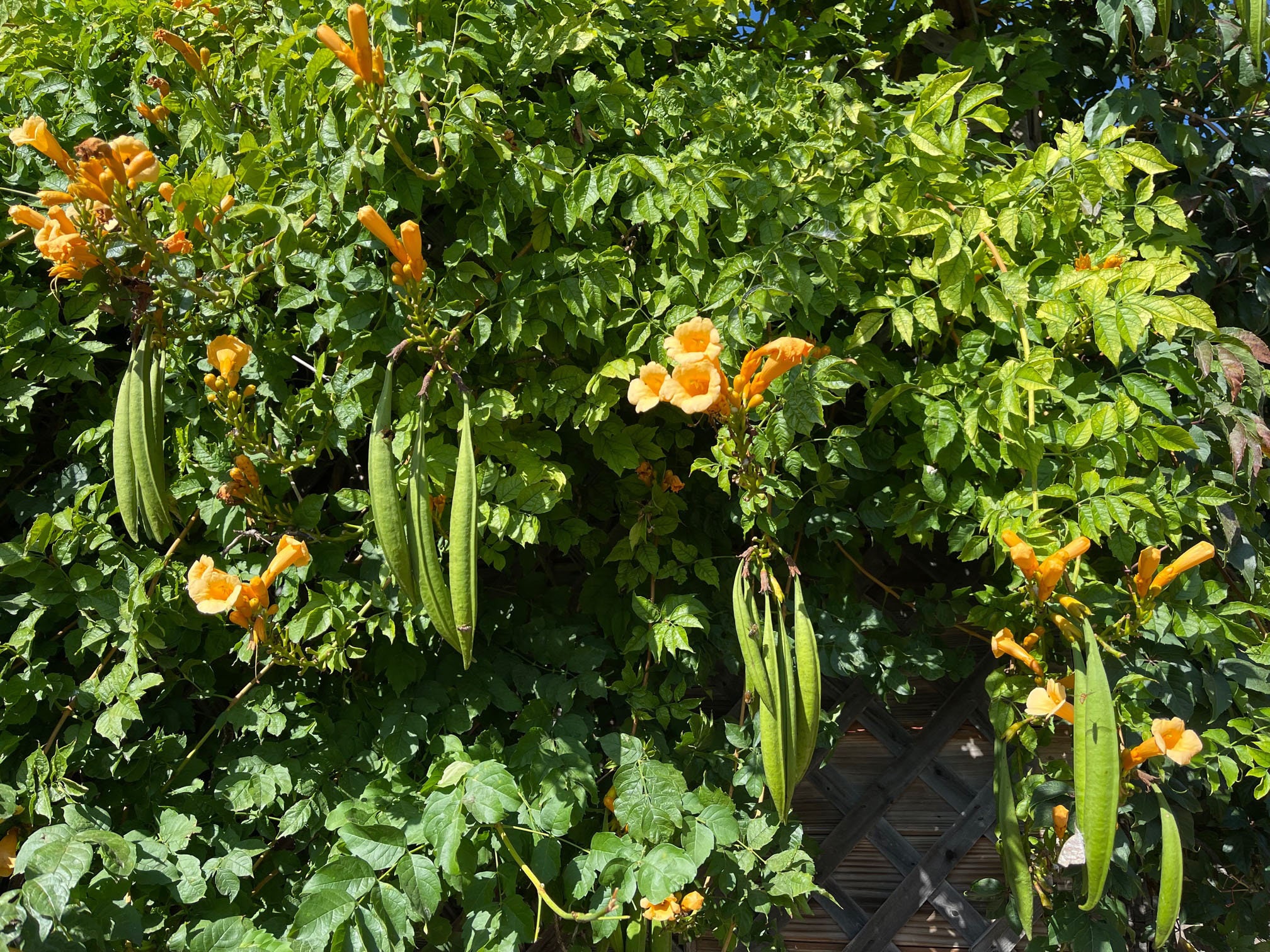 SEED POD for Orange Trumpet Vine Campsis Radicans Etsy