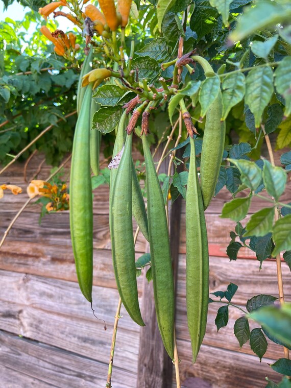 SEED POD para Orange Trumpet Vine Campsis Radicans Etsy