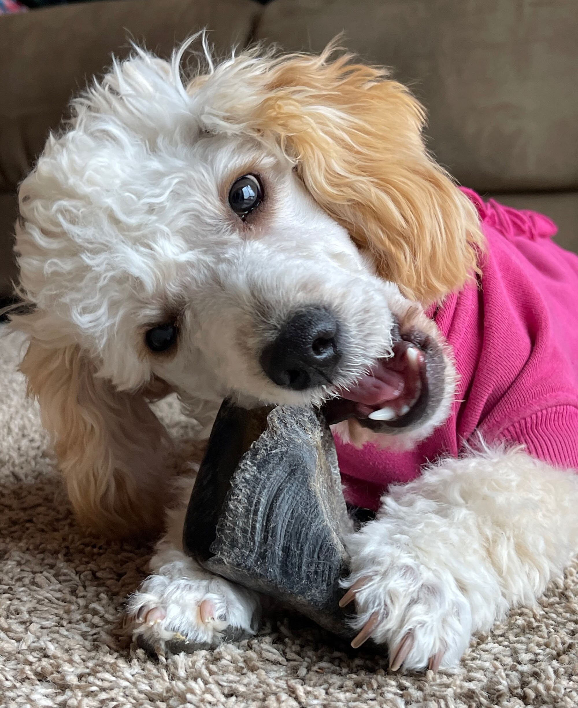 Are Hooves And Horns Safe For Dogs