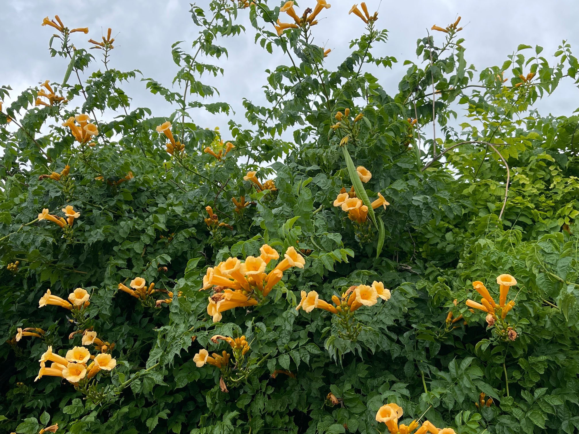 SEED POD for Orange Trumpet Vine Campsis Radicans Etsy