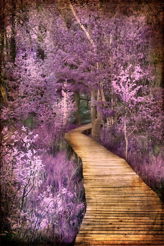 Art Photography Wall Art Nature Home Decor Fine Art | Etsy