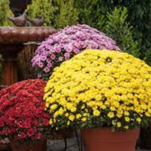 Superb for growing in borders and containers Ultrey Seed Bright colours 100pcs Chrysanthemum Seeds Hardy Patio Mixed 