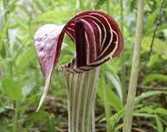 WF)~JACK-in-the-PULPIT~Seeds!!~~~~~Stunning in Your Shady Woodland Garden!