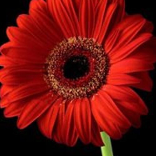 ADGR REVOLUTION RED W. Dark Eye Gerbera Daisyseedheat Etsy
