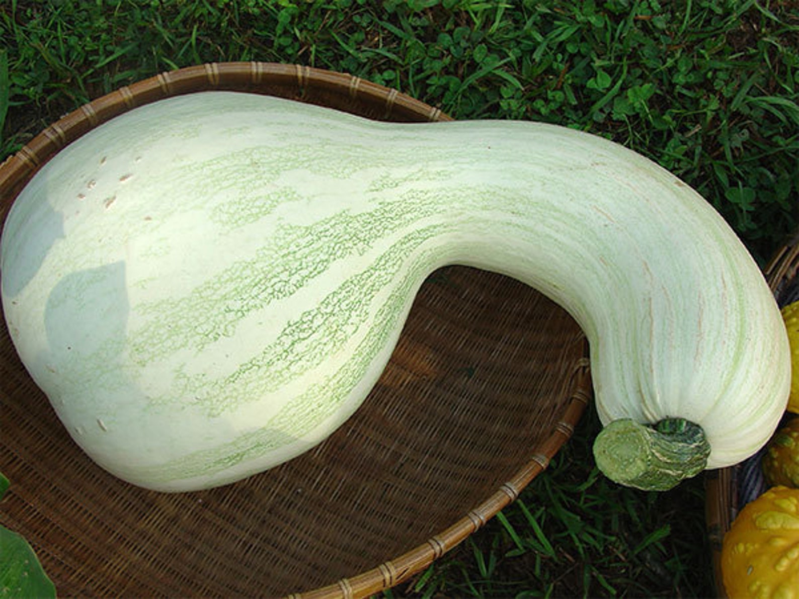 VSQWWHITE CUSHAW Squashseedssweet Heirloom Etsy