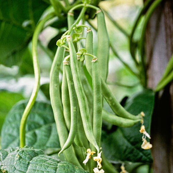 Top Crop Green Bean Seed Etsy