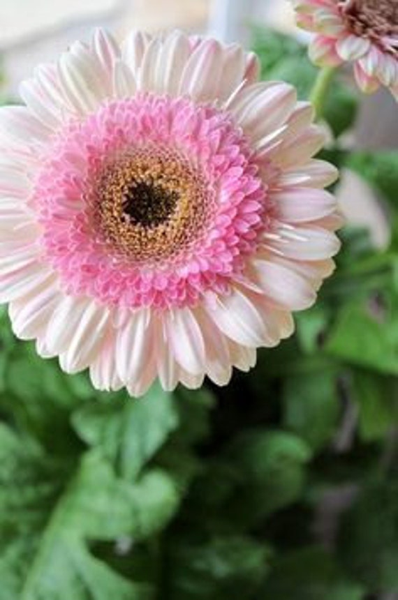 ADGCW CARTWHEEL STRAWBERRY Gerbera Daisyseedbeautiful - Etsy