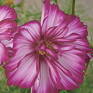 18+ Cosmos Plants For Sale