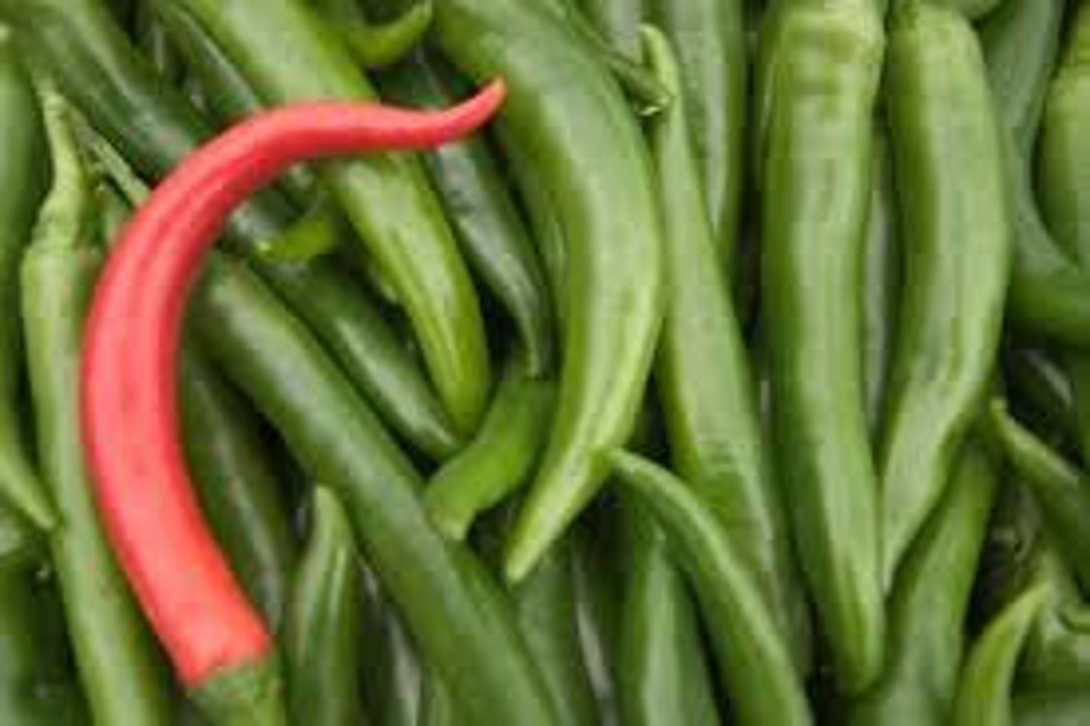 VPPHC LITTLE DRAGON Cayenne Hot Pepperseedssmaller Etsy