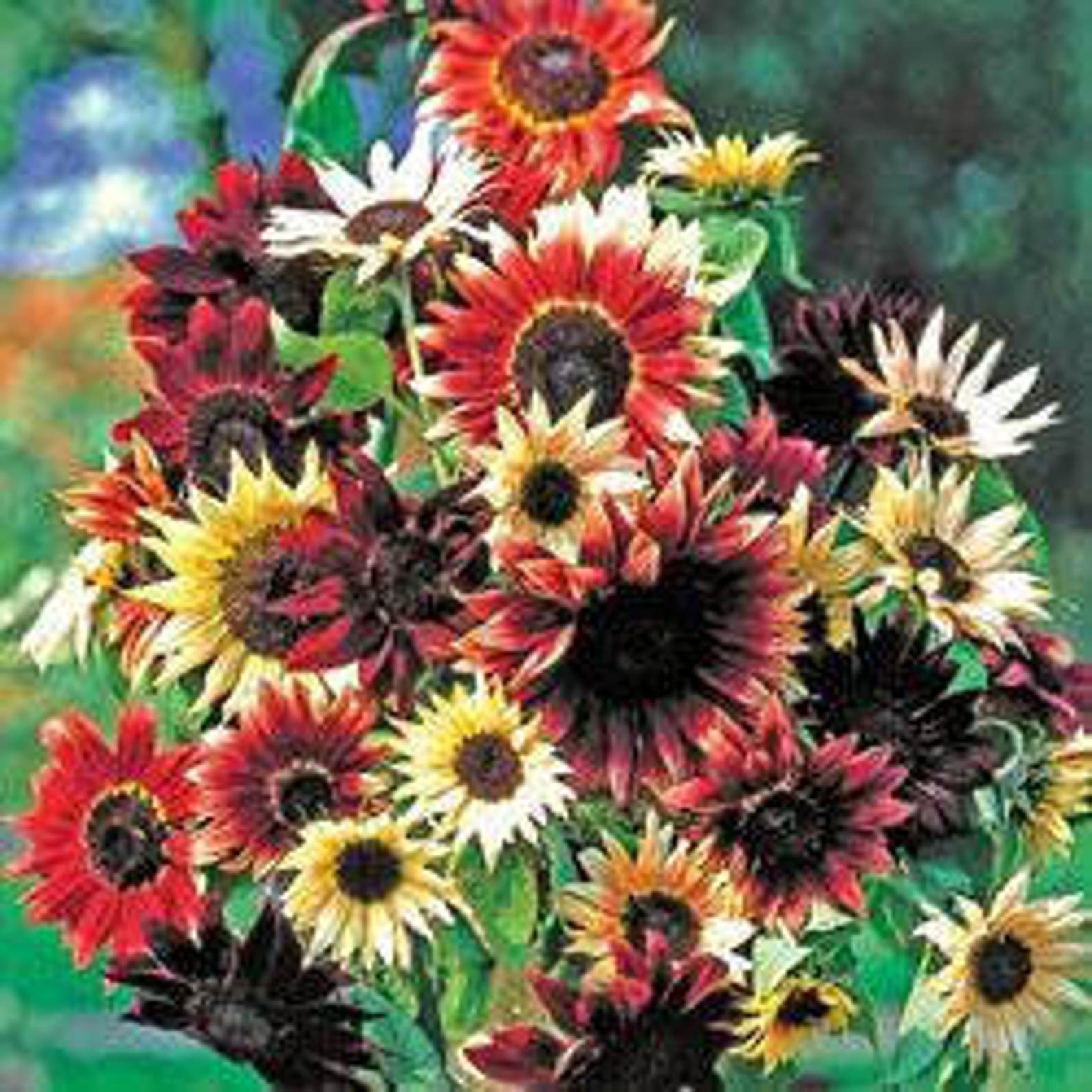 ASUBOHEMIAN RHAPSODY Mix Sunflower SeedsA Sunflower Etsy