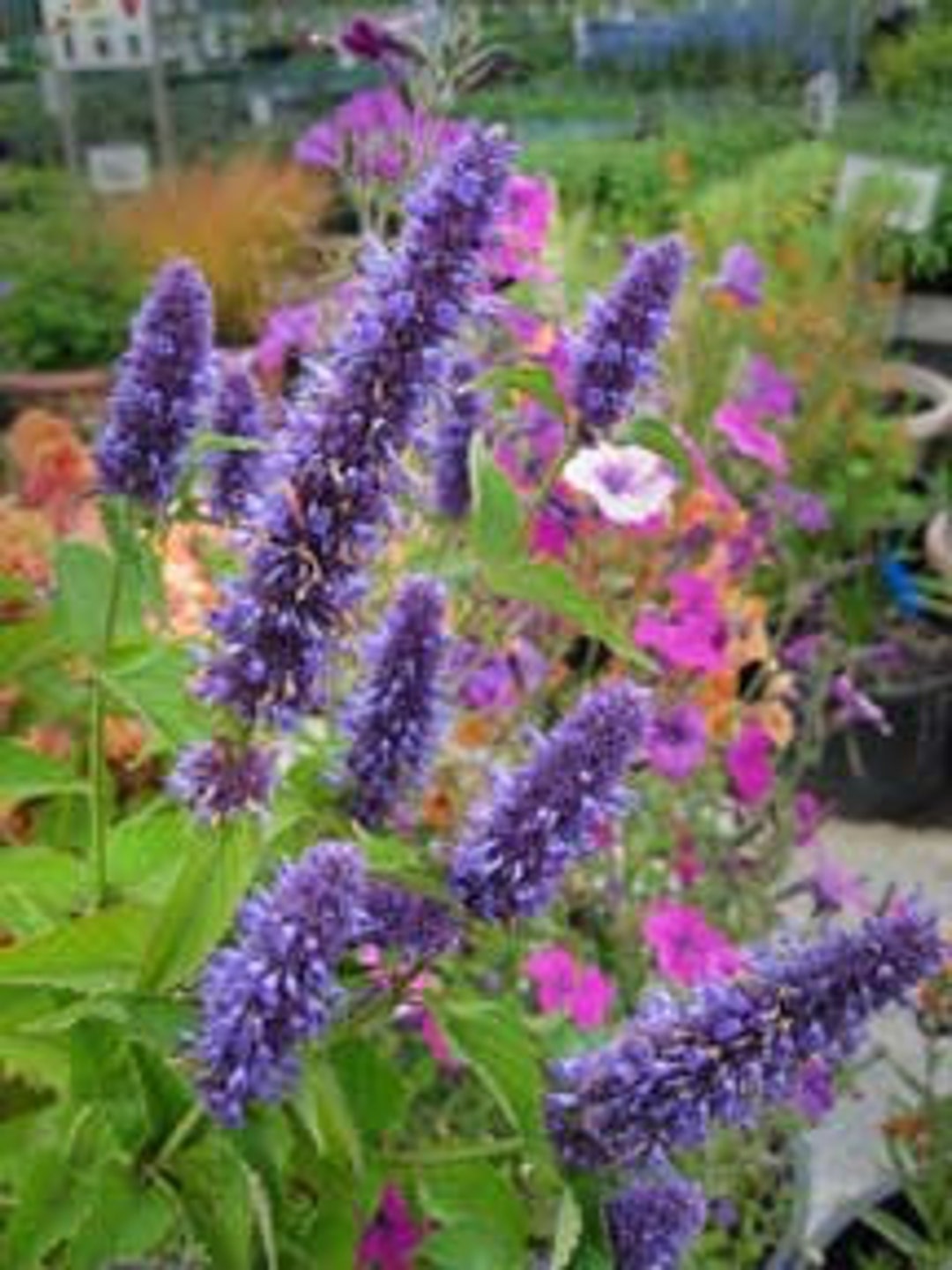 HM KOREAN LICORICE Mintseedsa Delicious Addition Etsy