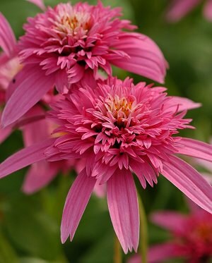 PBCO) PINK DOUBLE Delight Coneflower~Seeds!!!!~~~~~~~~Lovely Pink Puf…
