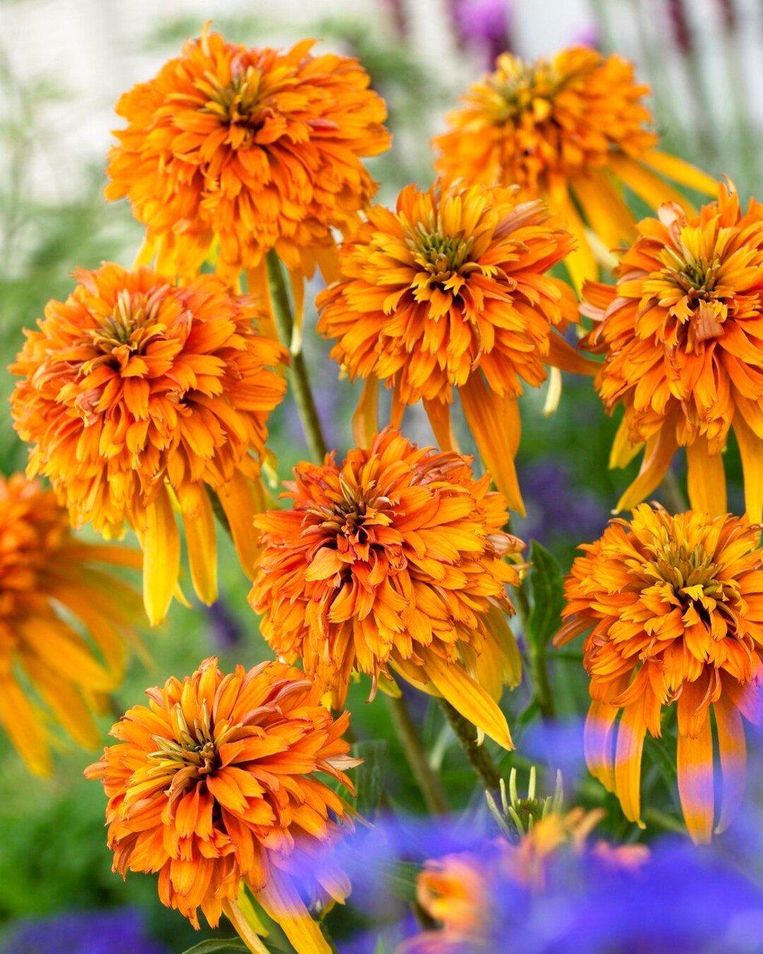 PBCO MARMALADE Coneflowerseedsthe Largest Flower Heads Etsy