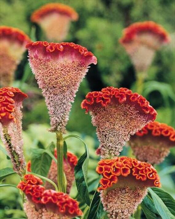 Cockscomb Seeds Celosia BOMBAY PINK 50 Seeds Great Dry Flower Arranging Cockscomb Seeds Celosia BOMBAY PINK 50 Seeds Great Dry Flower Arranging