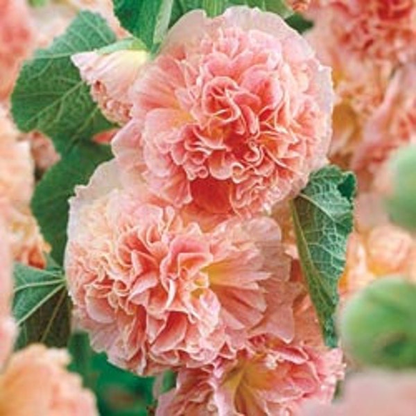 PBH) PEACHES & DREAMS Hollyhock~Seed!!!~~Stunning Double!!