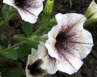 APE) WHITE RUSSIAN Petunia Seeds!~~~~~~~~~~~~Stunning Chocolate Veining!