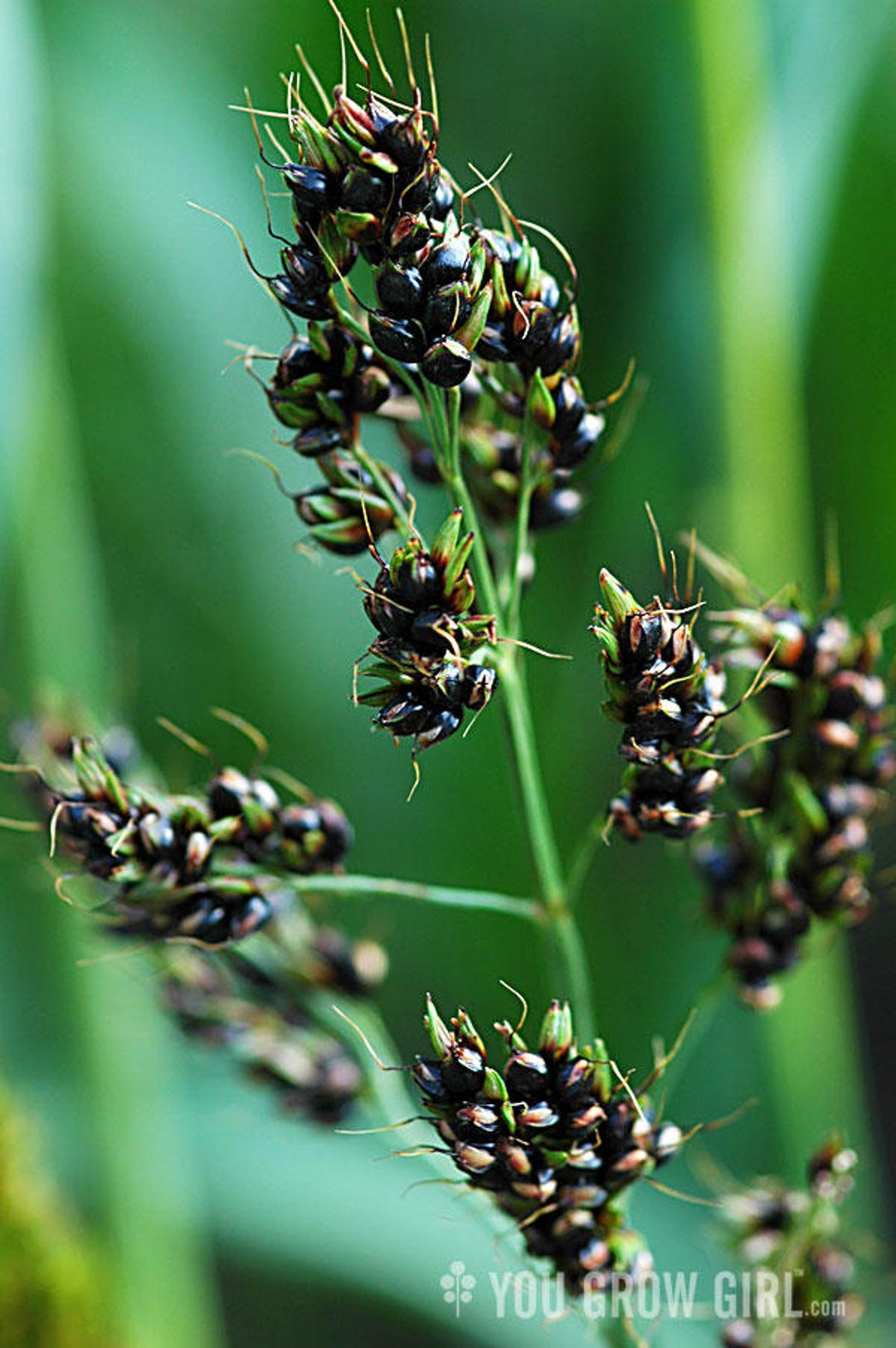 VCOBBLACK BROOM Cornseedsshiny Black Beads Etsy