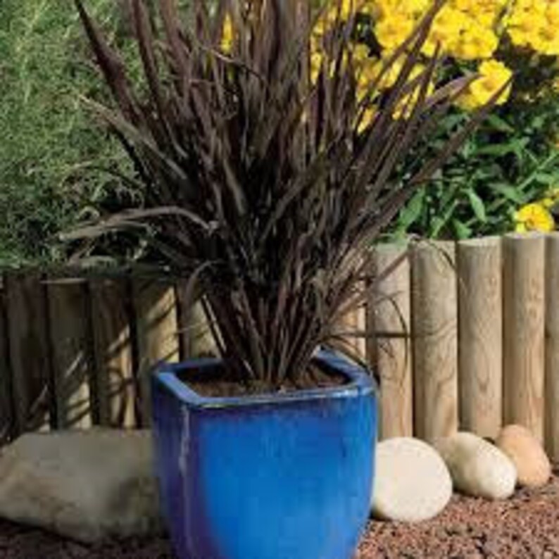 GR BLACK MADRAS Oryza Grassseedornamental Rice Etsy